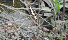 湖北赛武当国家级自然保护区首次发现米仓山龙蜥